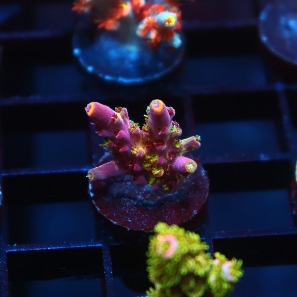 TCK Grafted Kaleidoscope