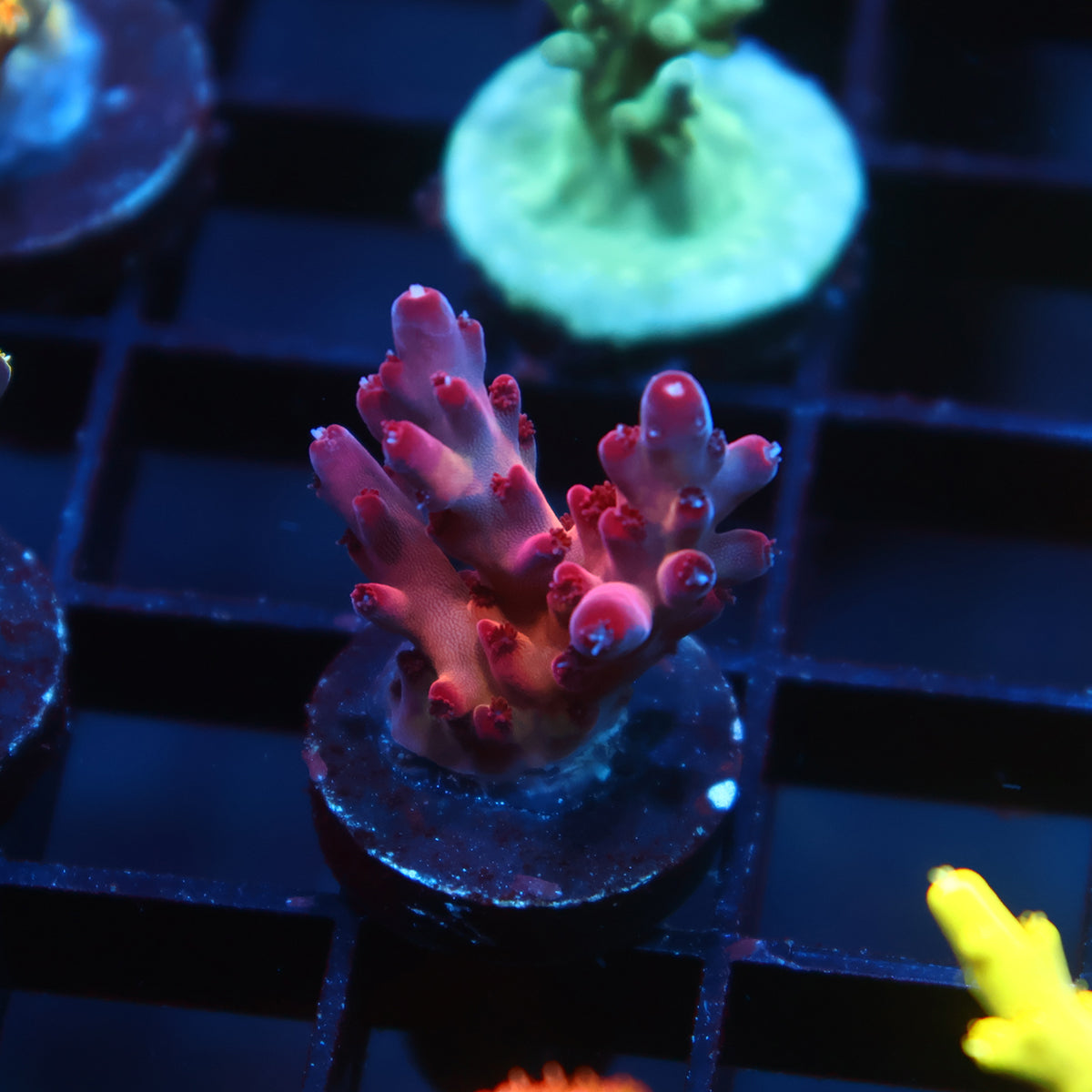 TCK Poisonberry Granulosa