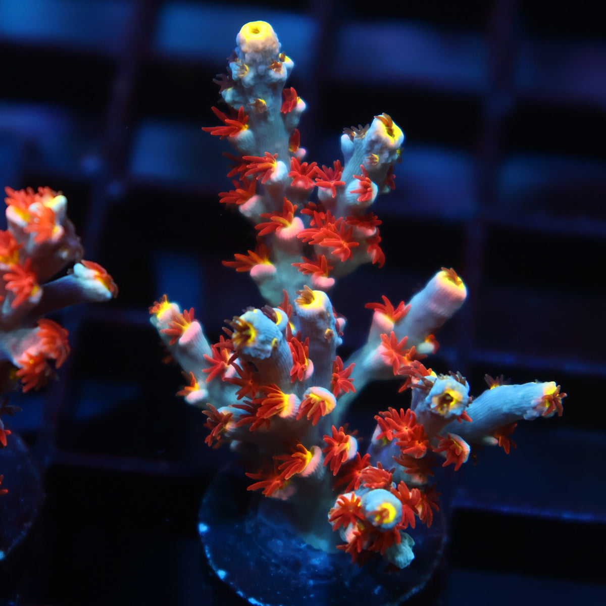 New Release TCK Ghost Pepper Speciosa