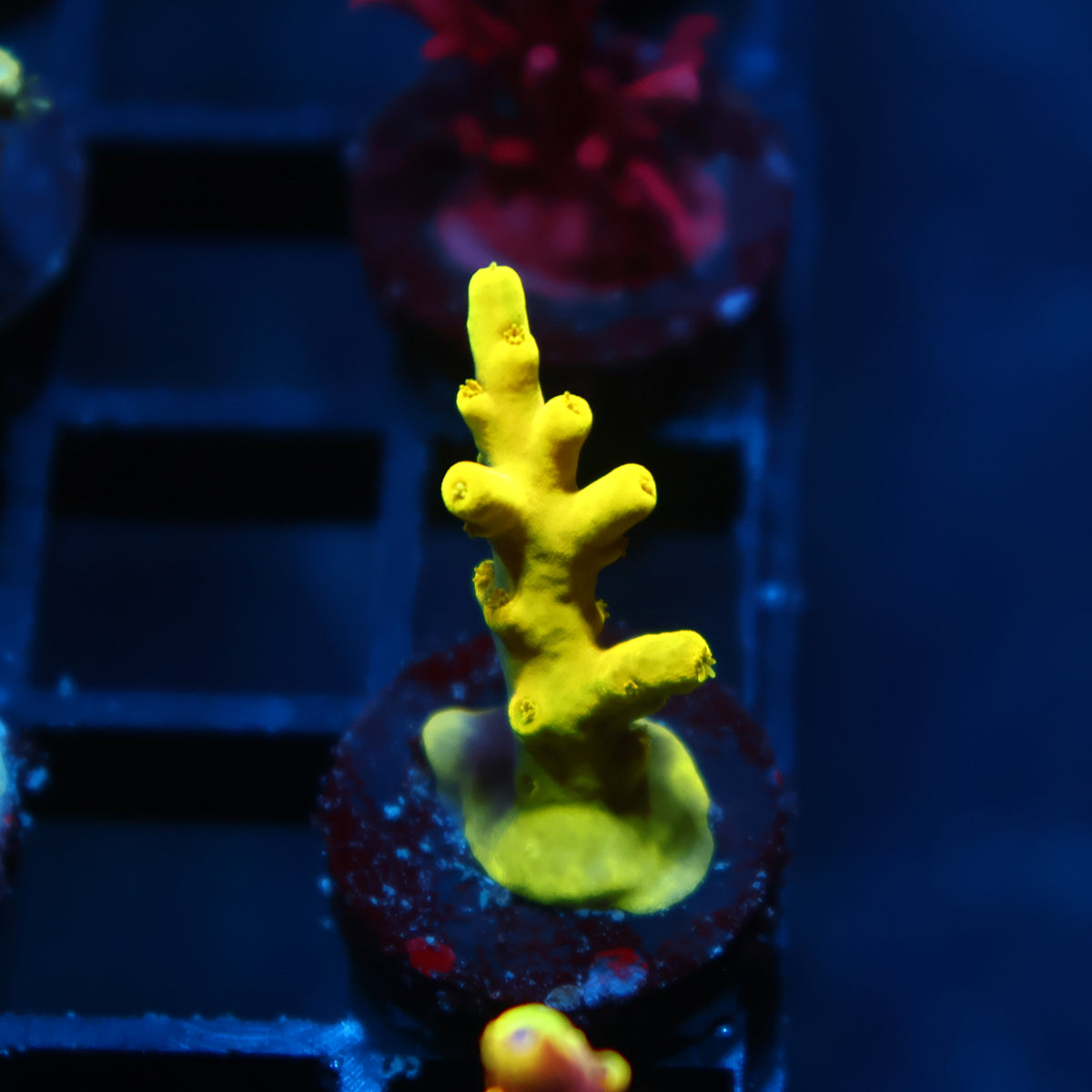 WWC Groguz Acro