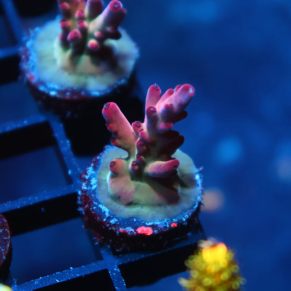 TCK Poisonberry Granulosa