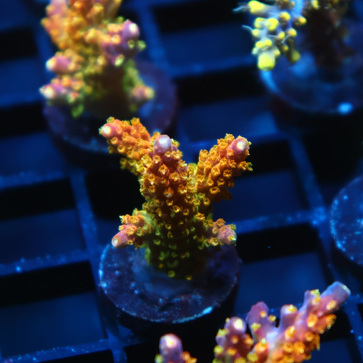 RR Rainbow Loom