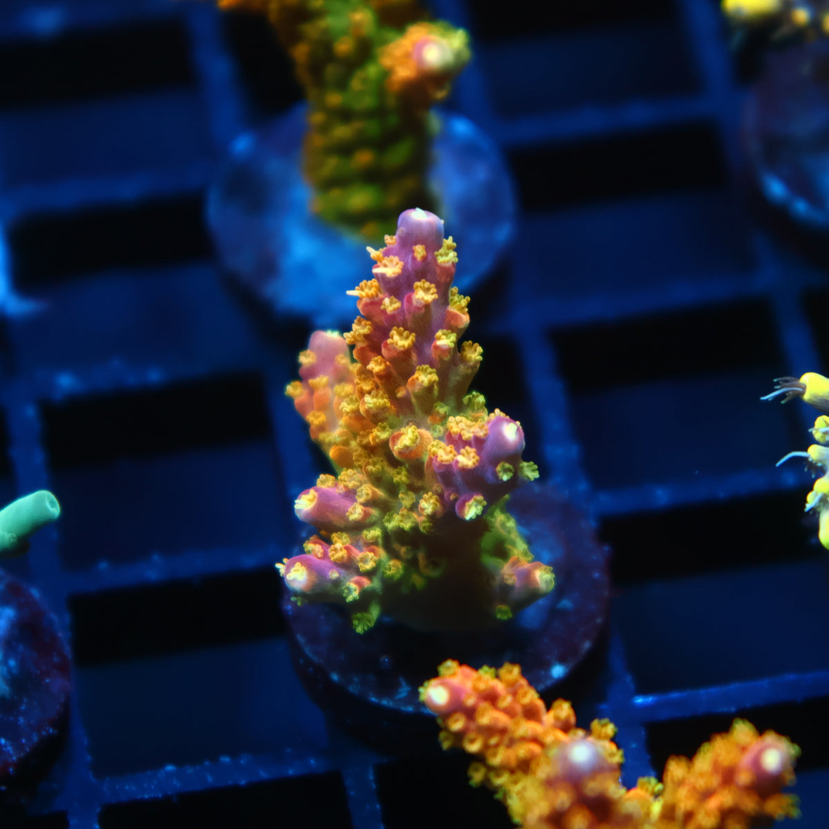RR Rainbow Loom