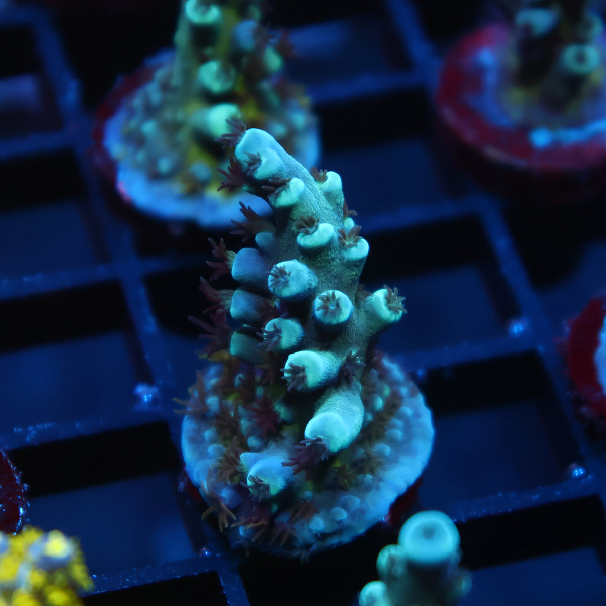 OG Oregon Tort