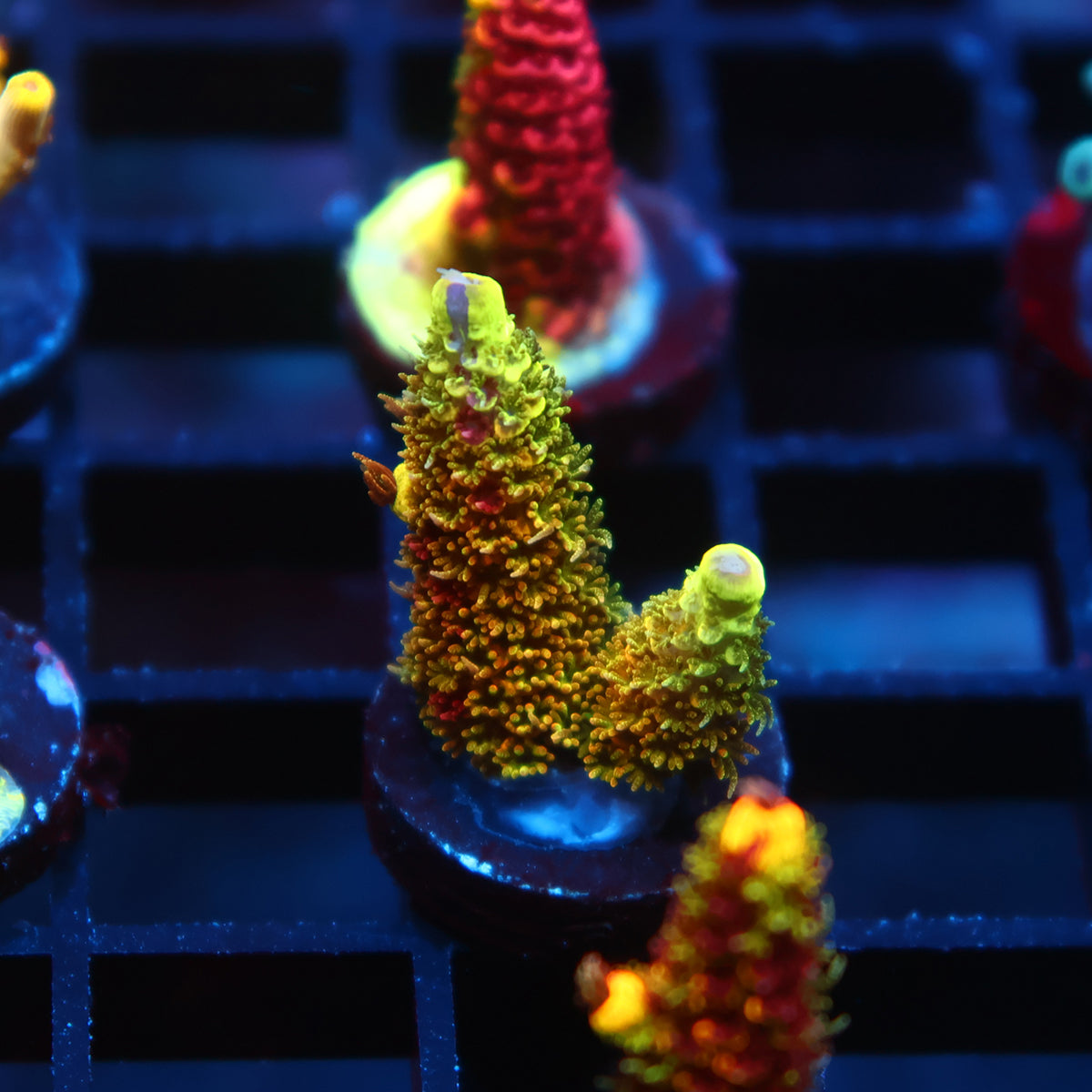 RRC Rainbow Splice