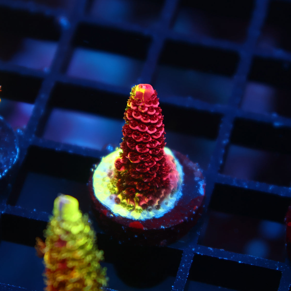 RRC Rainbow Splice Mostly Red