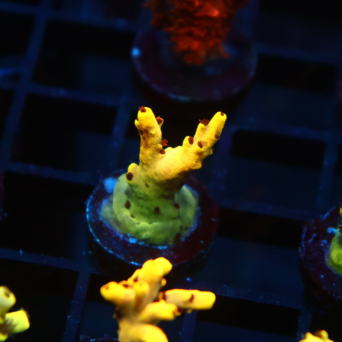 TCK Pikachu