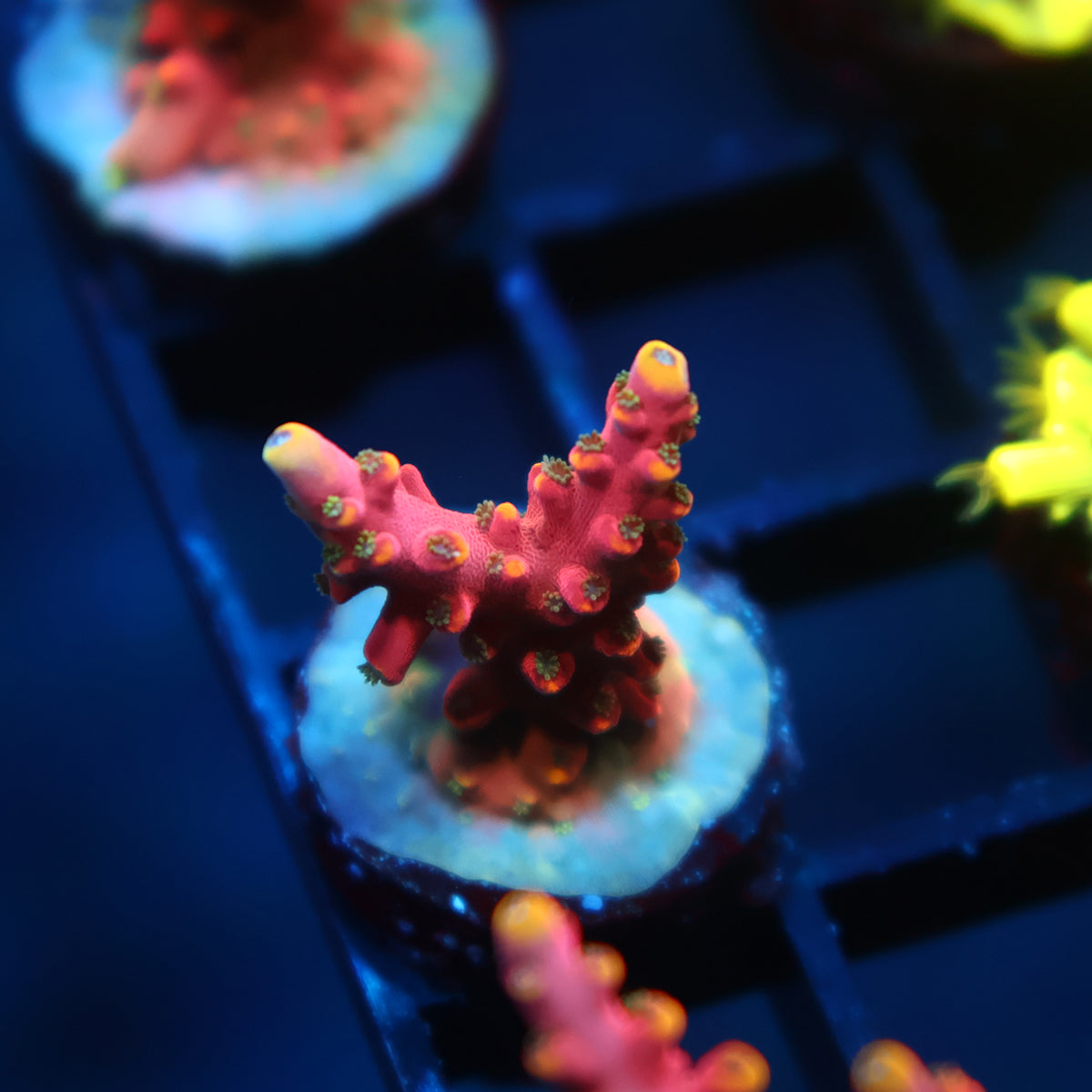 TCK Glowforge Acro