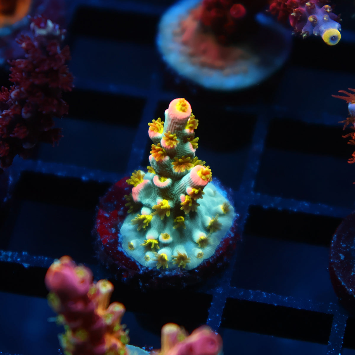 TCK Rainbow Unicorn Speciosa