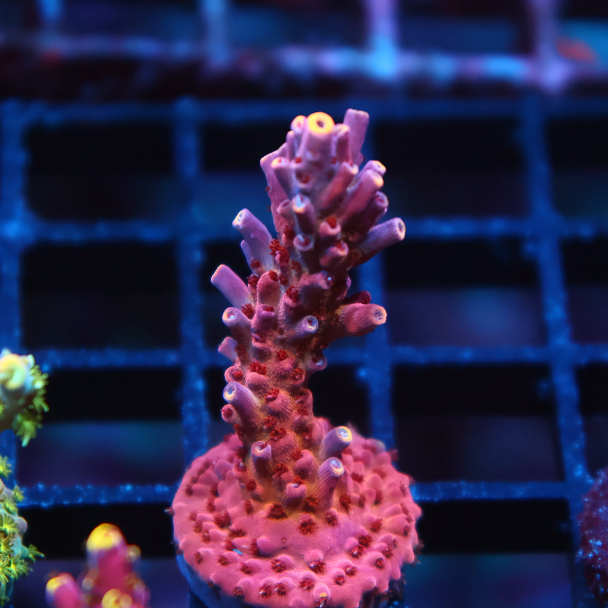 TCK Party Hat Acro