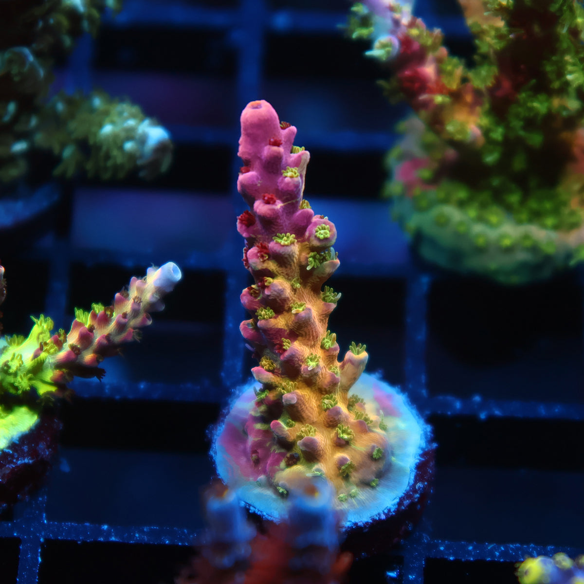 TCK Grafted Kaleidoscope