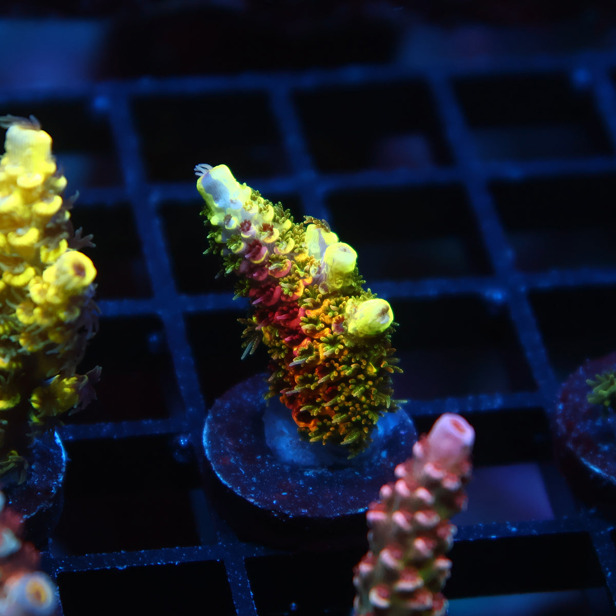 RRC Rainbow Splice