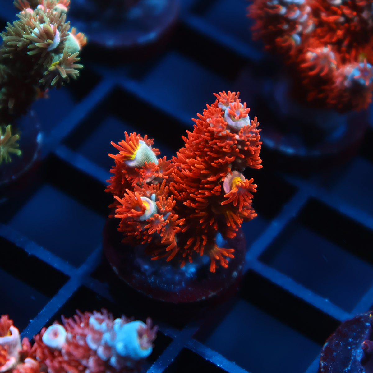 TCK Fiery Fluffball Tenuis