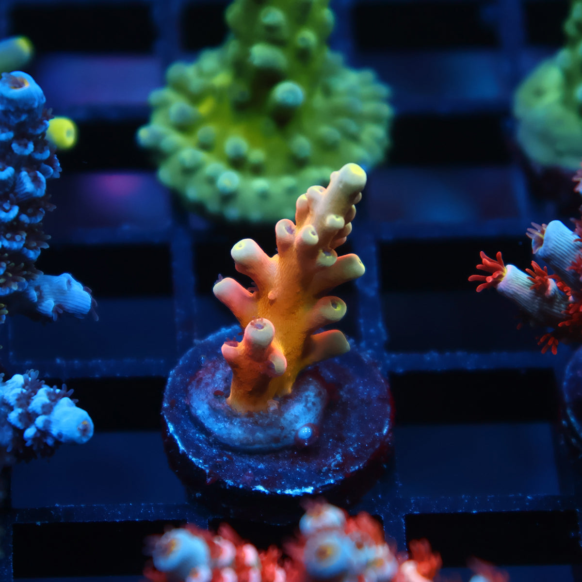 TCK Atomic Echinata