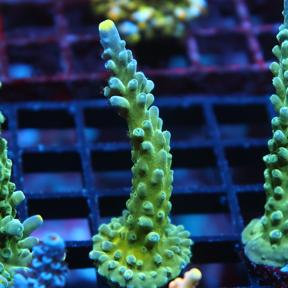 TCK Yellow Tips Austera