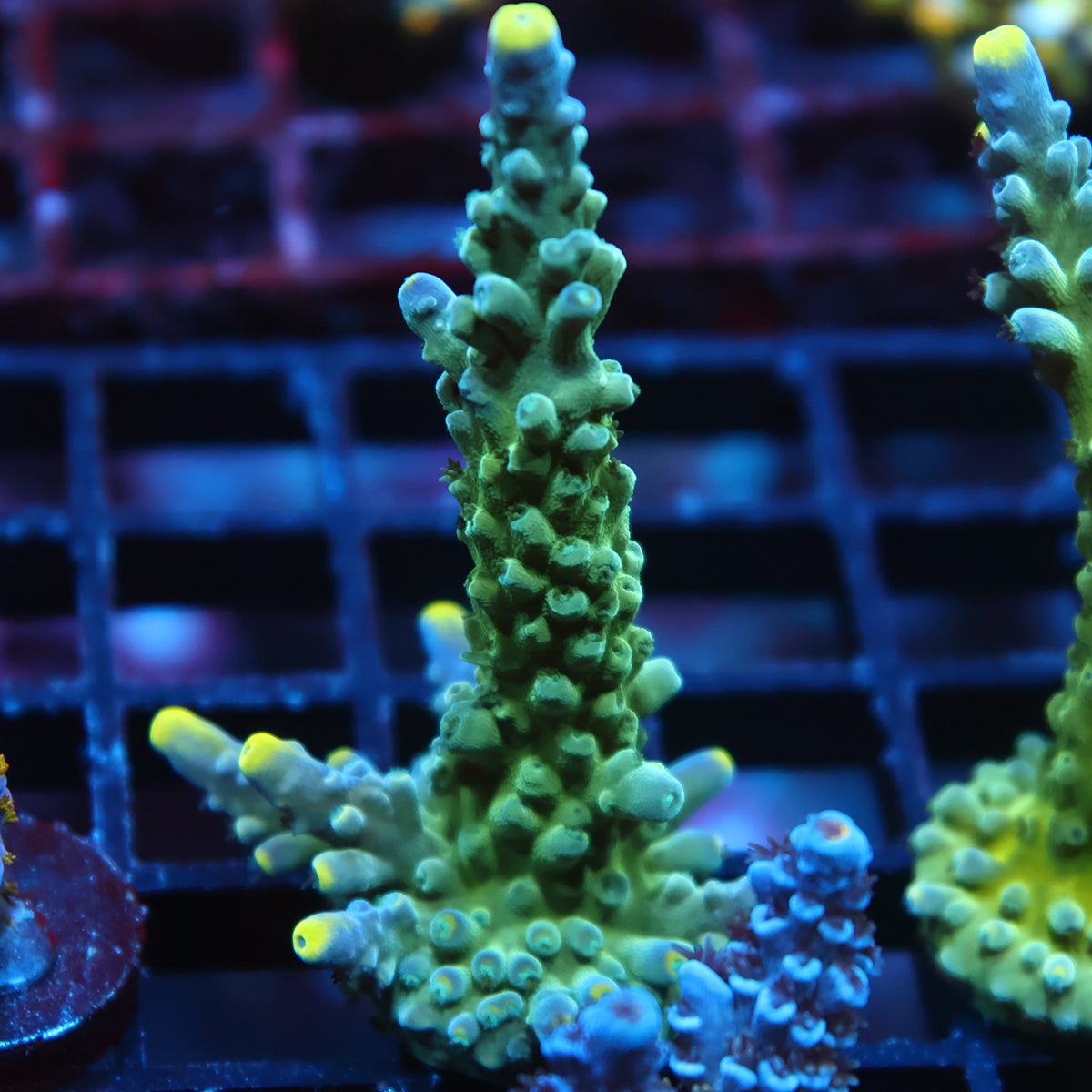 TCK Yellow Tips Austera