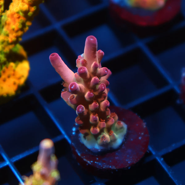 TCK Pink Granulosa