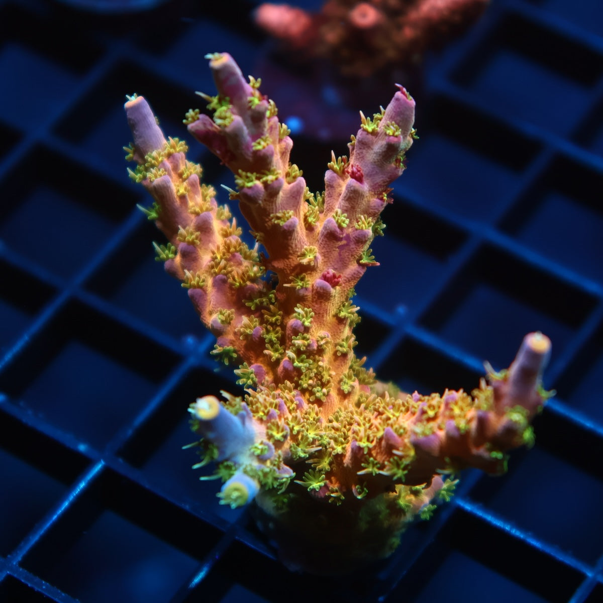 Lg TCK Grafted Kaleidoscope