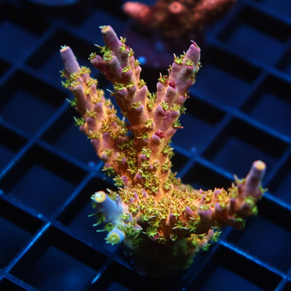 Lg TCK Grafted Kaleidoscope
