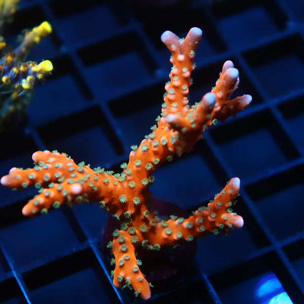 Lg RRC Tropicana Anacropora