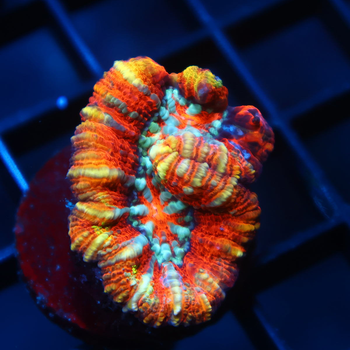 TCK Rainbow Wilsoni
