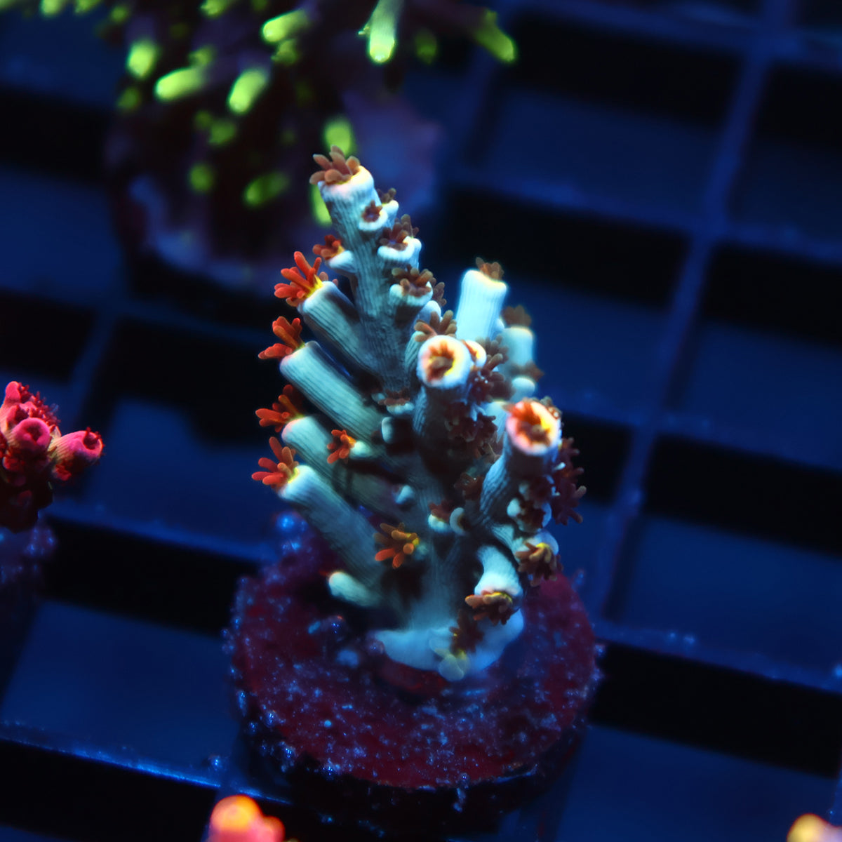 New Release TCK Turquoise Rocket Speciosa