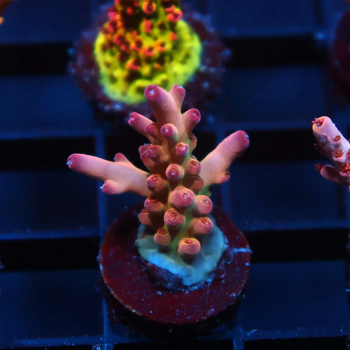 TCK Pink Granulosa
