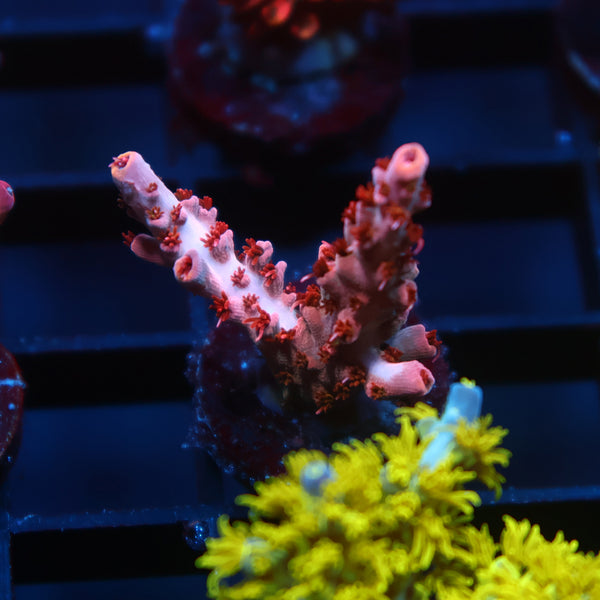TCK Fire Ant