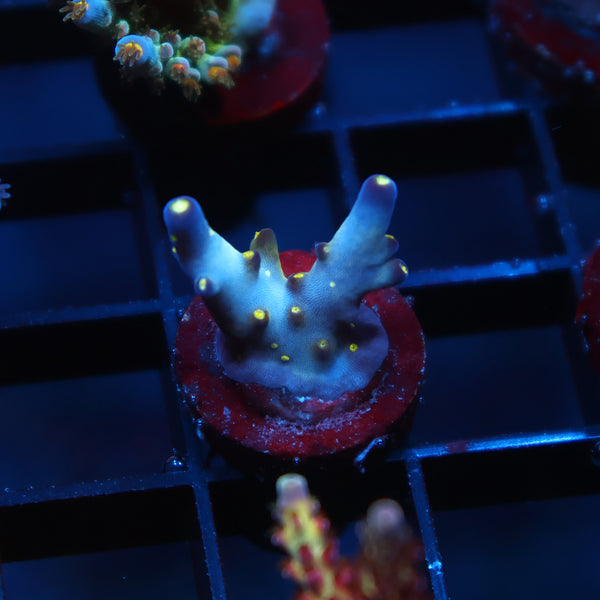 ARI's Avalanche