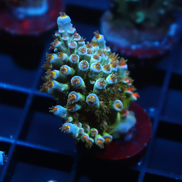 TCK Fire Polyps Tenuis