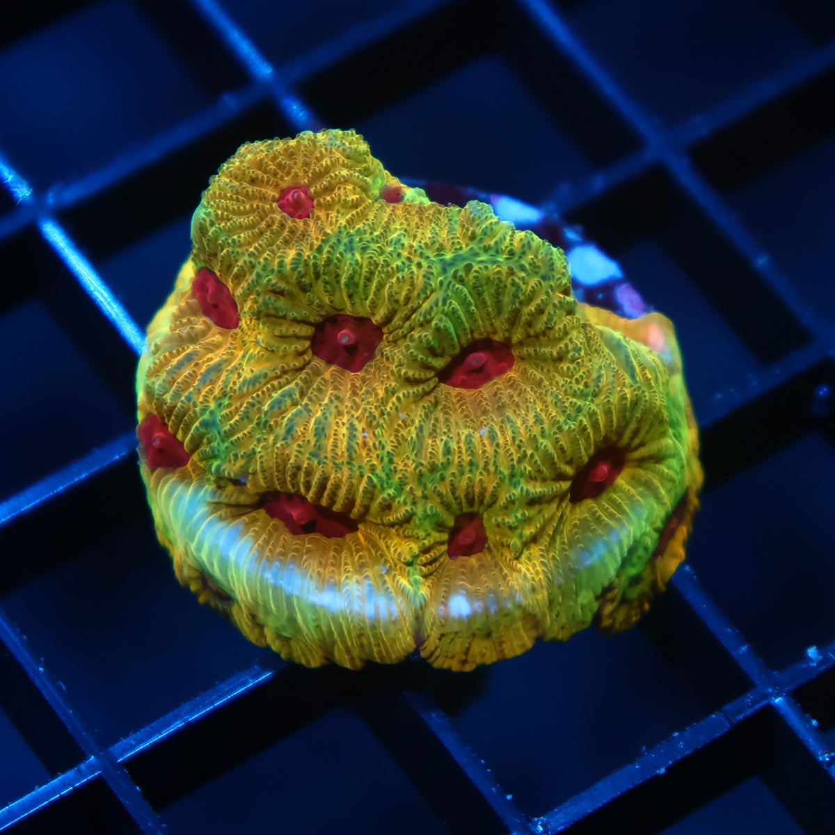 TCK Fascination Favia Green Side