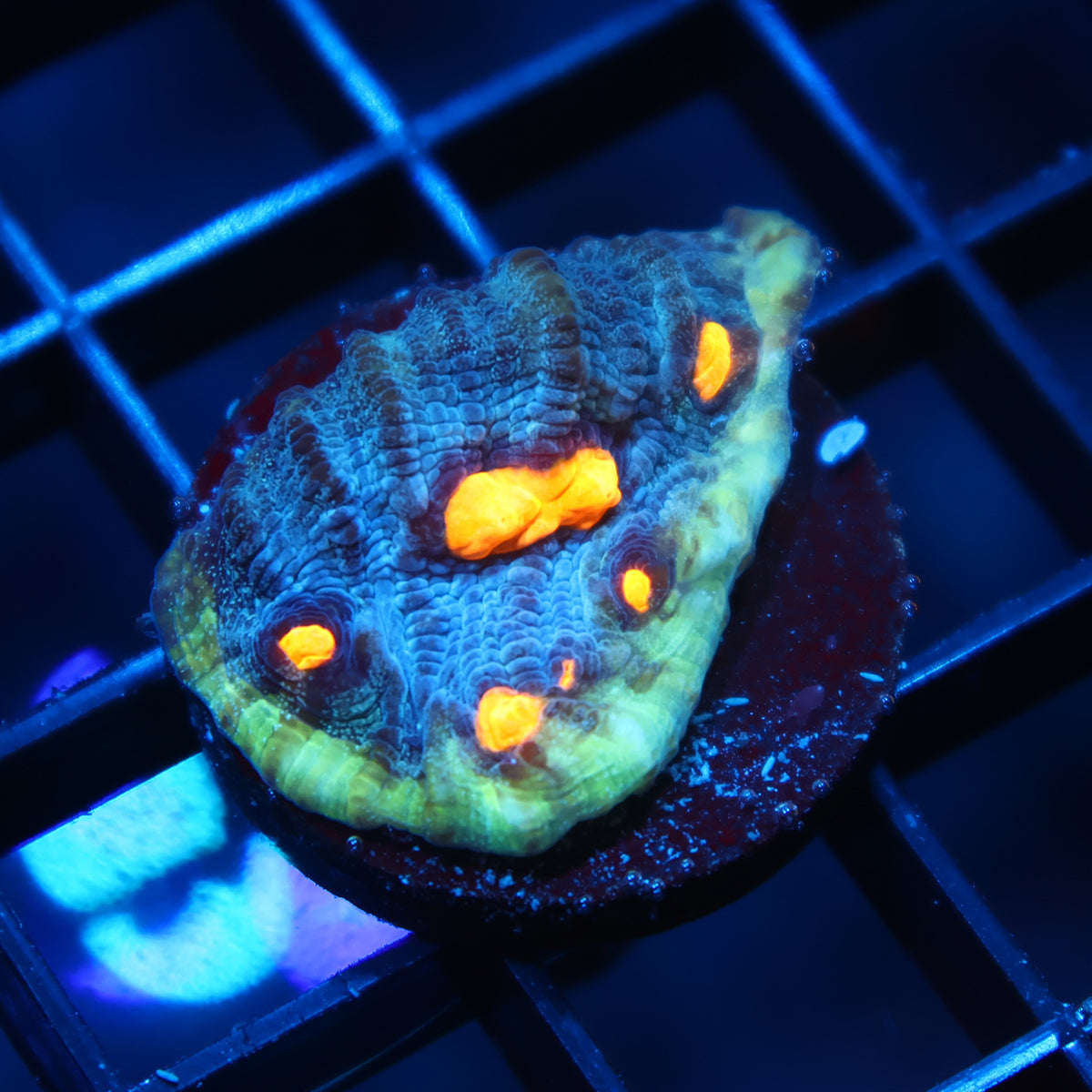 TCK Halloween Mycedium