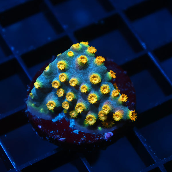 Zoolander Cyphastrea