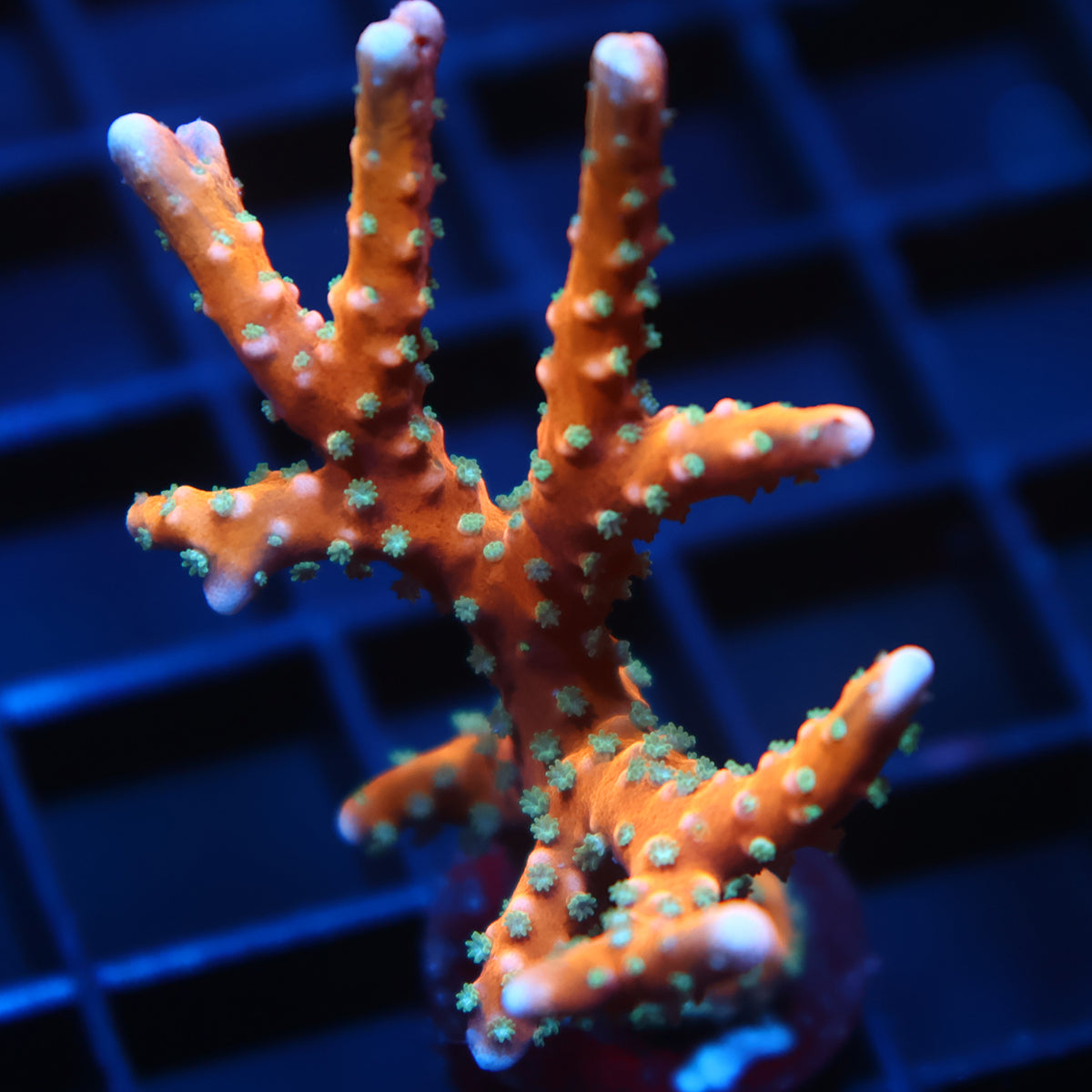 Lg RRC Tropicana Anacropora