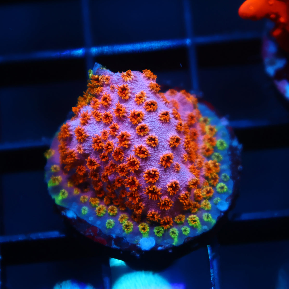 Skittles Bomb Cyphastrea
