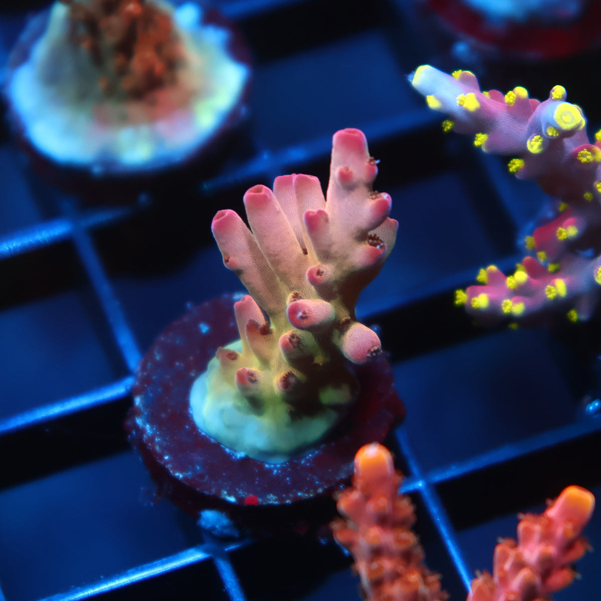 TCK Pink Granulosa