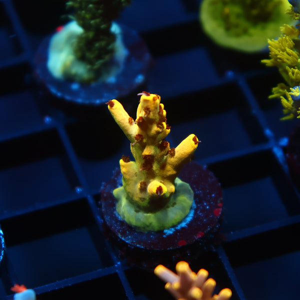 TCK Pikachu