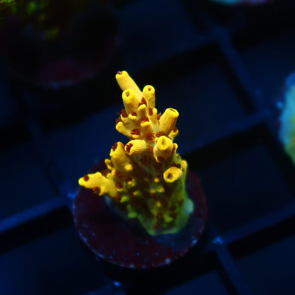 TCK Pikachu