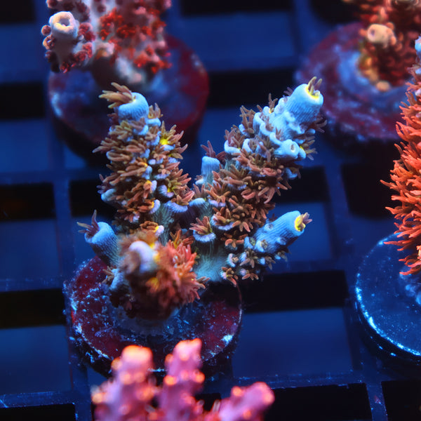New Release TCK Spicy Polyps Tenuis