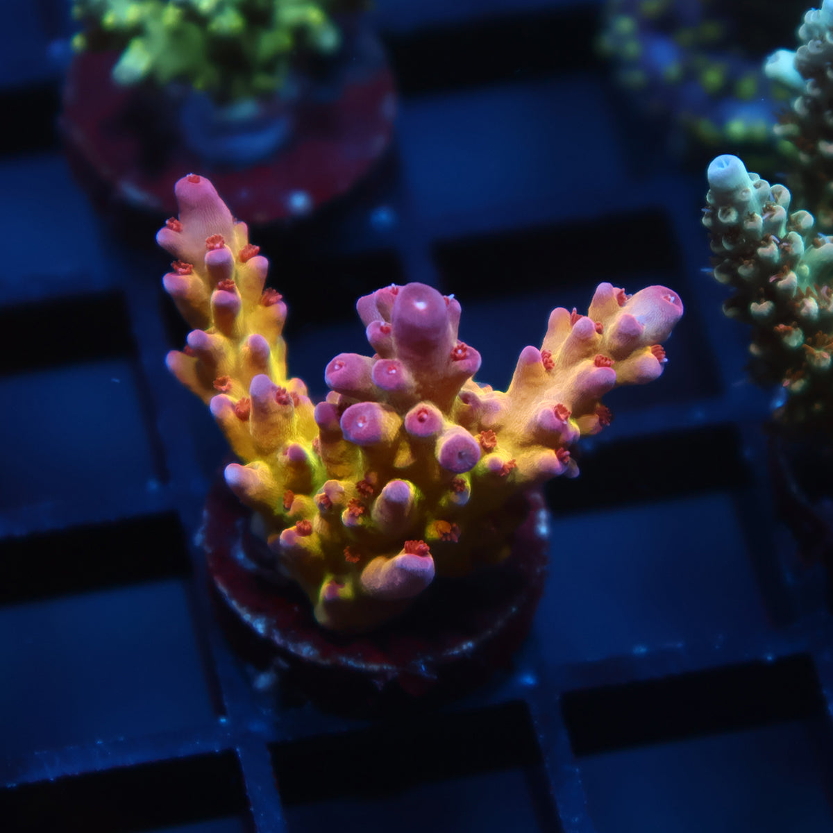 TCK Fire Berry Acro
