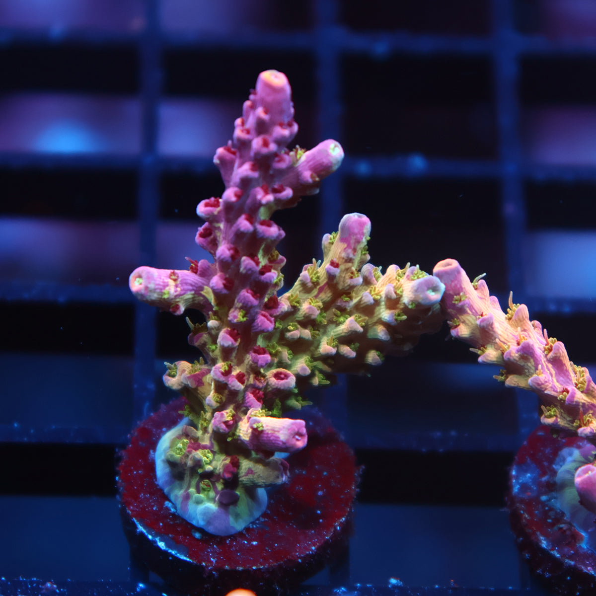 TCK Grafted Kaleidoscope