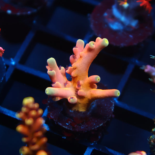TCK Atomic Echinata