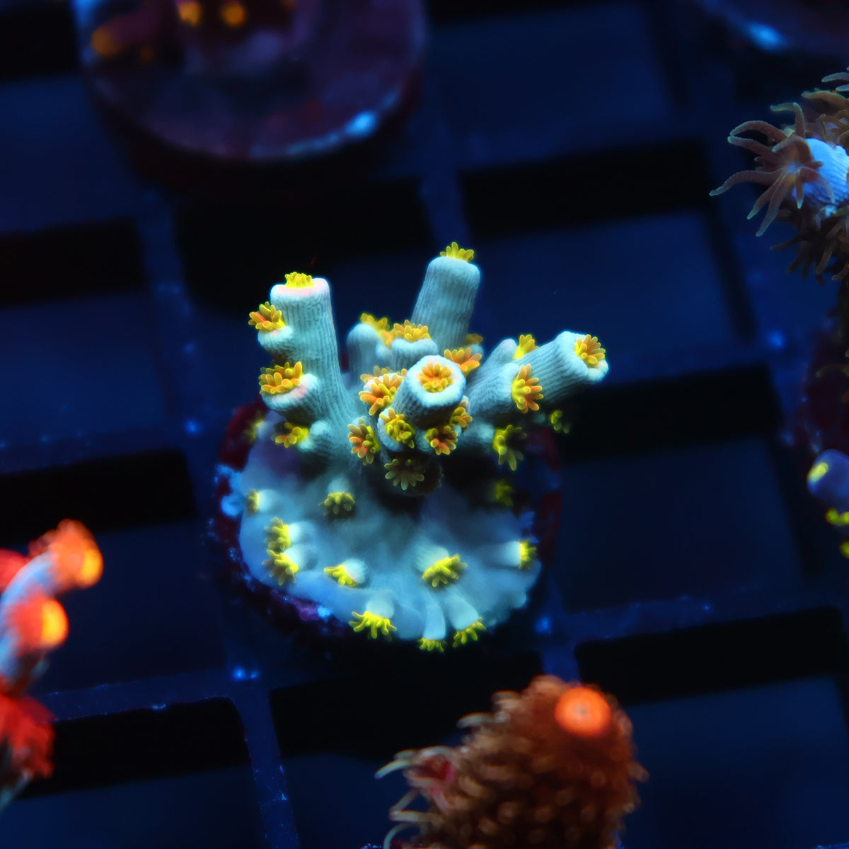 TCK Rainbow Unicorn Speciosa
