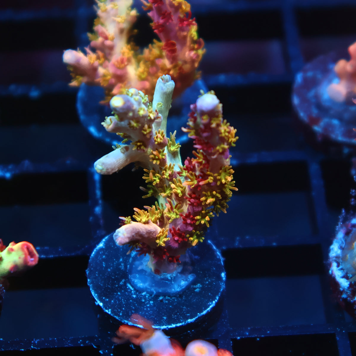 TCK Grafted Kaleidoscope