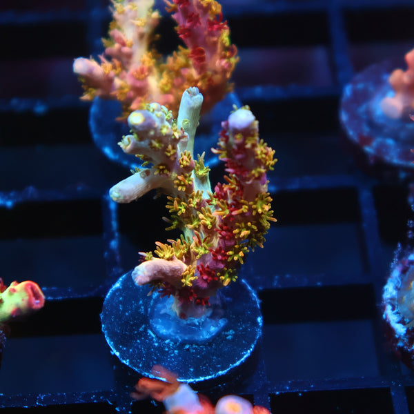 TCK Grafted Kaleidoscope
