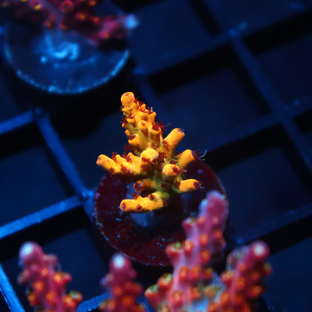 Tyree OG Pink Lemonade