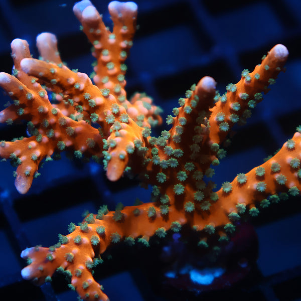 Lg RRC Tropicana Anacropora