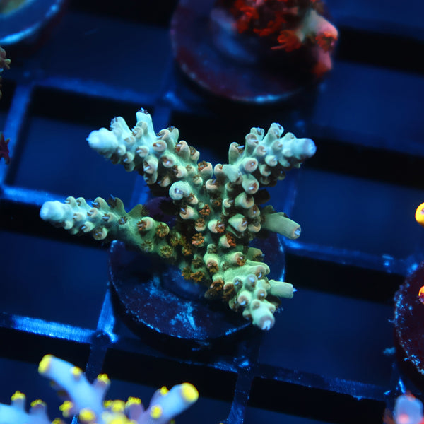 TCK Pink Polyp Shortcake