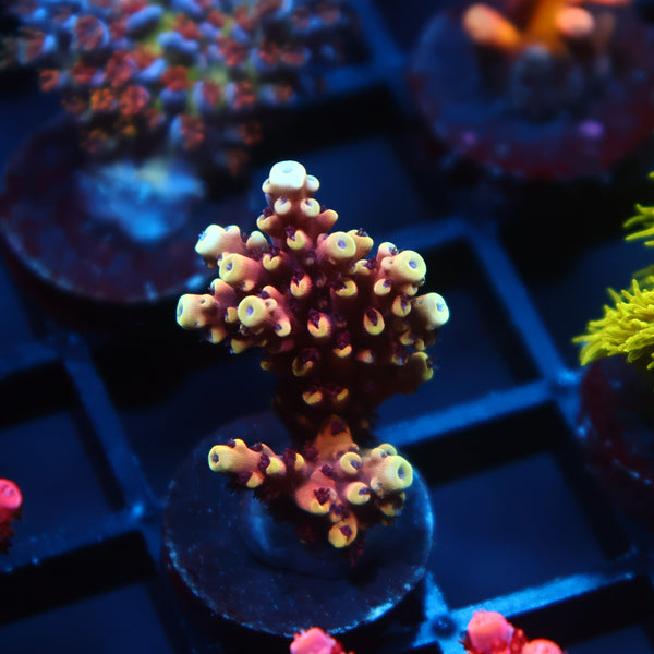 RRC Pink Caddy
