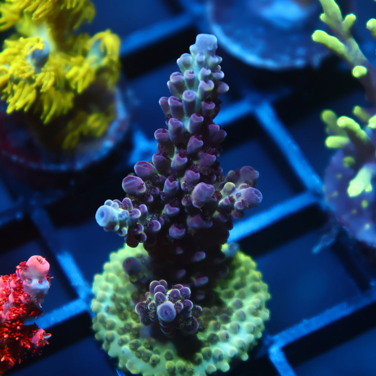TCK Blueberry Nasuta